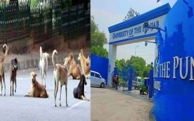Professors Daughter Mauled By Stray Dogs In Punjab University