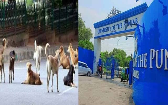 Professors Daughter Mauled By Stray Dogs In Punjab University