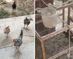 Punjab University Launches Probe Into Poultry Kept On Campus