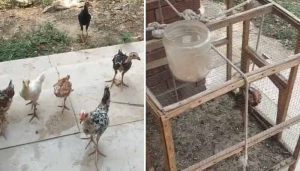 Punjab University Launches Probe Into Poultry Kept On Campus