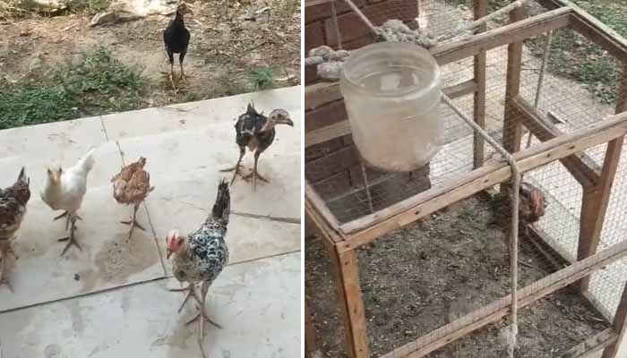 Punjab University Launches Probe Into Poultry Kept On Campus