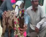 Rare Teddy Goat Sold For Rs1 8 Million In Punjabs Rajanpur