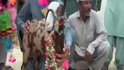 Rare Teddy Goat Sold For Rs1 8 Million In Punjabs Rajanpur