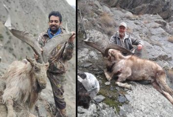 Rs5 5 Crore Starting Bid For Markhor Hunt As Gb Announces 2026 Auction