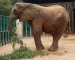 Karachi Safari Park Elephant Madhubala Falls Ill Amid Suspected Infection