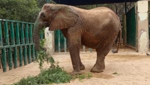 Karachi Safari Park Elephant Madhubala Falls Ill Amid Suspected Infection