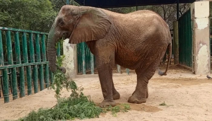 Karachi Safari Park Elephant Madhubala Falls Ill Amid Suspected Infection