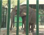 Foreign Veterinary Experts Arrive In Karachi To Treat Madhubala Malika