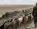 Man Booked For Allegedly Raping Goat In Bahawalpur