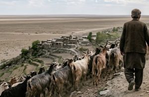 Man Booked For Allegedly Raping Goat In Bahawalpur