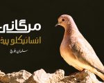 Salman Balochs Encyclopedia Documents Balochistans Birds In Balochi
