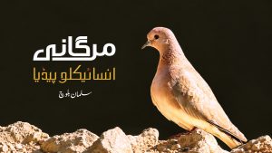 Salman Balochs Encyclopedia Documents Balochistans Birds In Balochi