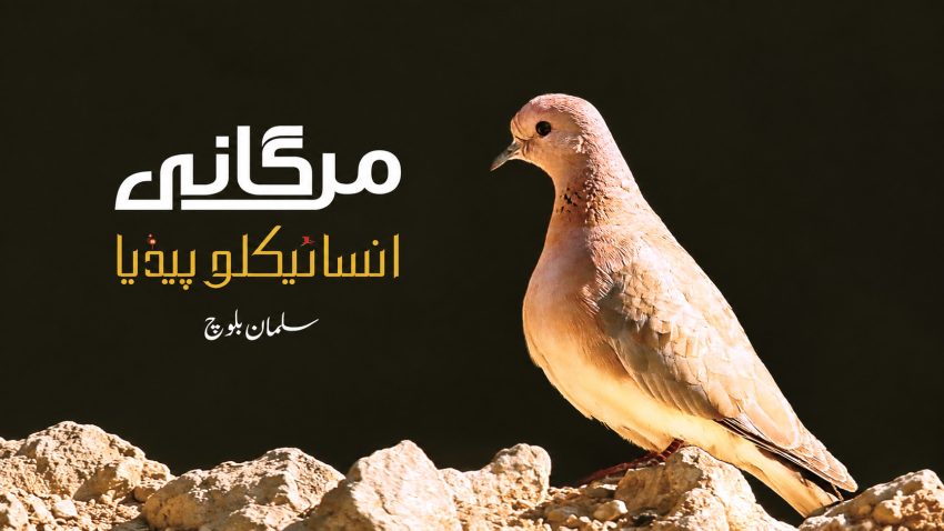 Salman Balochs Encyclopedia Documents Balochistans Birds In Balochi